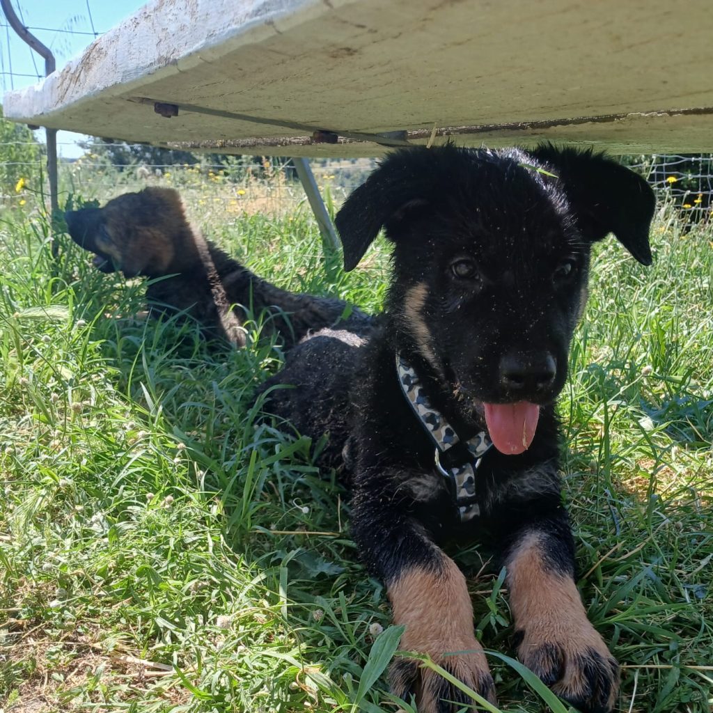 ODIN