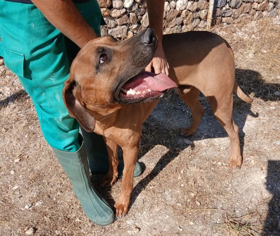 coco