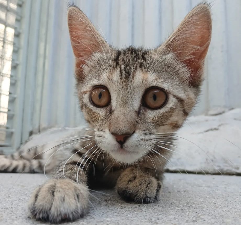 KONA