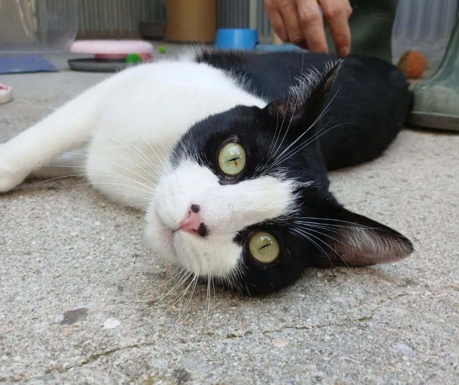 MANOLO