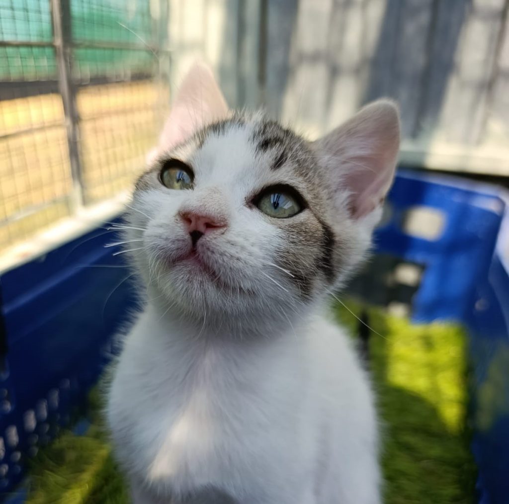 PINO