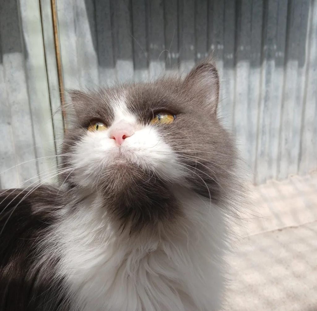 OREO