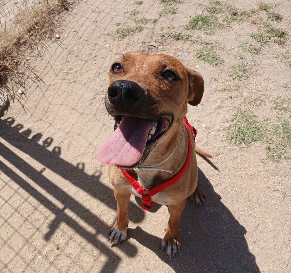 CANELA