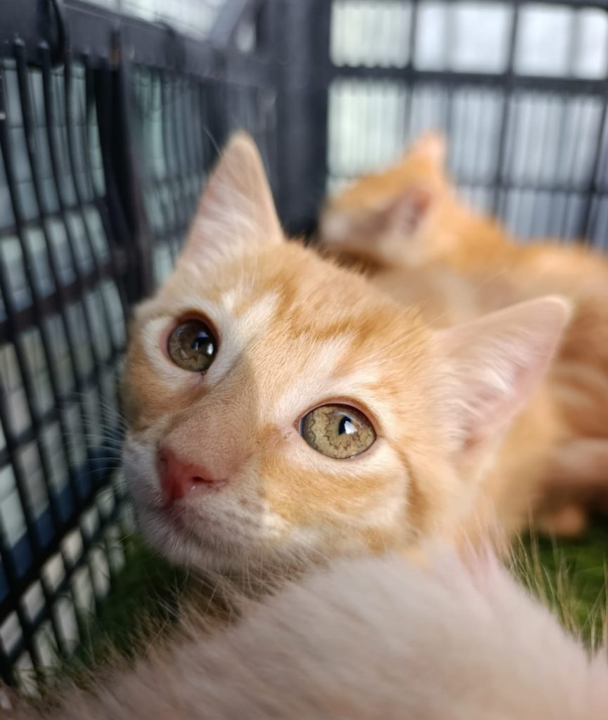 TORA